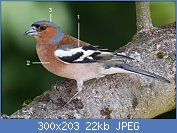 Cliquez sur l'image pour la voir en taille relle

Nom : oiseaux-jardin-pinson-arbre.jpg
Affichages : 305
Taille : 22,1 Ko
ID : 107105