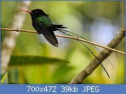 Cliquez sur l'image pour la voir en taille relle

Nom : colibri_a_tete_noire_jefe_5g.jpg
Affichages : 63
Taille : 38,7 Ko
ID : 107858