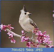 Cliquez sur l'image pour la voir en taille relle

Nom : beautiful-bird.jpg
Affichages : 74
Taille : 53,8 Ko
ID : 108393