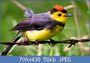 Cliquez sur l'image pour la voir en taille relle

Nom : beautifulbird-04.jpg
Affichages : 86
Taille : 51,1 Ko
ID : 108394