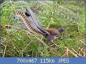 Cliquez sur l'image pour la voir en taille relle

Nom : 1280px-Superb_lyrbird_in_scrub_edit2.jpg
Affichages : 82
Taille : 114,6 Ko
ID : 108419