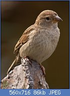 Cliquez sur l'image pour la voir en taille relle

Nom : 1024px-Passer_hispaniolensis_-Guatiza,_Canary_Islands.jpg
Affichages : 52
Taille : 85,7 Ko
ID : 108515