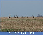 Cliquez sur l'image pour la voir en taille relle

Nom : Rhea_americana,_Camino_a_Claromec,_Argentina.jpg
Affichages : 675
Taille : 73,5 Ko
ID : 108843