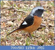 Cliquez sur l'image pour la voir en taille relle

Nom : Phoenicurus_auroreus_(male).jpg
Affichages : 438
Taille : 114,7 Ko
ID : 109321