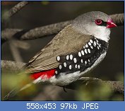 Cliquez sur l'image pour la voir en taille relle

Nom : Diamond_Firetail_-_Little_Desert_NP_-_Victoria_MG_5065_(22198627599).jpg
Affichages : 76
Taille : 96,8 Ko
ID : 110773