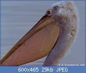 Cliquez sur l'image pour la voir en taille relle

Nom : pelican-d-10.jpg
Affichages : 61
Taille : 29,1 Ko
ID : 112171