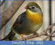 Cliquez sur l'image pour la voir en taille relle

Nom : 1024px-Leiothrix_lutea_(Avifauna,_NL).jpg
Affichages : 113
Taille : 57,0 Ko
ID : 112273