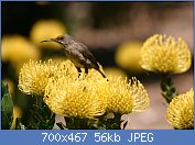 Cliquez sur l'image pour la voir en taille relle

Nom : Sugarbird_on_yellow_pincushion_(Leucospermum)_(2914234177).jpg
Affichages : 53
Taille : 55,5 Ko
ID : 112969