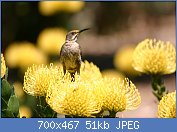 Cliquez sur l'image pour la voir en taille relle

Nom : Sugarbird_on_yellow_pincushion_(Leucospermum)_(2915076276).jpg
Affichages : 56
Taille : 51,5 Ko
ID : 112972