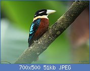 Cliquez sur l'image pour la voir en taille relle

Nom : Rufous-bellied_Kookaburra.jpg
Affichages : 42
Taille : 50,8 Ko
ID : 113015