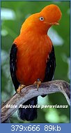 Cliquez sur l'image pour la voir en taille relle

Nom : Rupicola_peruviana_(male)_-San_Diego_Zoo-8.jpg
Affichages : 71
Taille : 89,3 Ko
ID : 113179