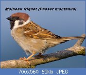 Cliquez sur l'image pour la voir en taille relle

Nom : 1024px-Tree-Sparrow-2009-16-02.jpg
Affichages : 53
Taille : 65,1 Ko
ID : 113320