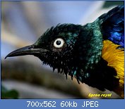 Cliquez sur l'image pour la voir en taille relle

Nom : GoldenBreastedStarling.jpg
Affichages : 52
Taille : 59,6 Ko
ID : 113350