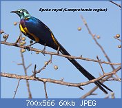 Cliquez sur l'image pour la voir en taille relle

Nom : Golden-breasted_Starling,_Wachile_Road,_Ethiopia.jpg
Affichages : 48
Taille : 59,6 Ko
ID : 113351