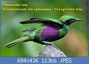 Cliquez sur l'image pour la voir en taille relle

Nom : Iris_Glossy_Starling_-_side_color.jpg
Affichages : 45
Taille : 112,8 Ko
ID : 113353