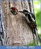 Cliquez sur l'image pour la voir en taille relle

Nom : Dendrocopos_major_-London,_England_-female_feeding_chick-8.jpg
Affichages : 69
Taille : 276,9 Ko
ID : 113556