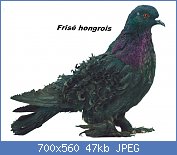 Cliquez sur l'image pour la voir en taille relle

Nom : pigeon-frise-milanais-hongrois.jpg
Affichages : 80
Taille : 46,5 Ko
ID : 114192