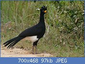 Cliquez sur l'image pour la voir en taille relle

Nom : Bare-faced_Curassow_(Crax_fasciolata)_male_-_Flickr_-_berniedup.jpg
Affichages : 43
Taille : 96,8 Ko
ID : 116575