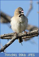 Cliquez sur l'image pour la voir en taille relle

Nom : Scaly-feathered_weaver,_Sporopipes_squamifrons_(also_known_as_the_scaly-feathered_finch)_at_Mapu.jpg
Affichages : 48
Taille : 99,2 Ko
ID : 116602