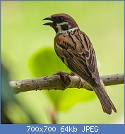 Cliquez sur l'image pour la voir en taille relle

Nom : 800px-Eurasian_Tree_Sparrow_(14181664512).jpg
Affichages : 50
Taille : 63,6 Ko
ID : 116703