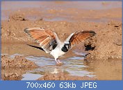 Cliquez sur l'image pour la voir en taille relle

Nom : Namaqua_dove,_Oena_capensis,_at_Mapungubwe_National_Park,_Limpopo,_South_Africa_(18089082955).jpg
Affichages : 72
Taille : 63,4 Ko
ID : 116767