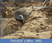 Cliquez sur l'image pour la voir en taille relle

Nom : 1280px-Namaqua_Dove_Oena_capensis_in_Tanzania_0946_cropped_Nevit.jpg
Affichages : 61
Taille : 135,5 Ko
ID : 116770