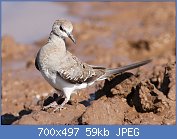 Cliquez sur l'image pour la voir en taille relle

Nom : Namaqua_dove,_Oena_capensis,_at_Mapungubwe_National_Park,_Limpopo,_South_Africa_(17902914729).jpg
Affichages : 72
Taille : 59,3 Ko
ID : 116773