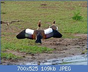 Cliquez sur l'image pour la voir en taille relle

Nom : Egyptian_Geese_(Alopochen_aegyptiaca)_(11451534654).jpg
Affichages : 47
Taille : 109,3 Ko
ID : 117408