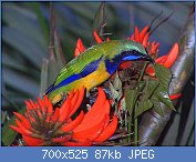 Cliquez sur l'image pour la voir en taille relle

Nom : 800px-Orange_bellied_leafbird.jpg
Affichages : 266
Taille : 87,3 Ko
ID : 118009