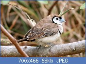 Cliquez sur l'image pour la voir en taille relle

Nom : Double-barred_Finch.jpg
Affichages : 388
Taille : 67,7 Ko
ID : 118997