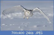 Cliquez sur l'image pour la voir en taille relle

Nom : 1280px-Snowy-Owl.1.jpg
Affichages : 108
Taille : 23,5 Ko
ID : 120422