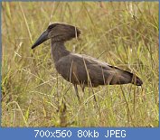 Cliquez sur l'image pour la voir en taille relle

Nom : Hamerkop_(Scopus_umbretta)_2.jpg
Affichages : 118
Taille : 80,0 Ko
ID : 122015