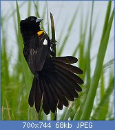 Cliquez sur l'image pour la voir en taille relle

Nom : White-winged_Widowbird_(Euplectes_albonotatus)_(13780526283).jpg
Affichages : 120
Taille : 68,1 Ko
ID : 122768