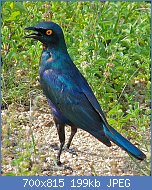 Cliquez sur l'image pour la voir en taille relle

Nom : Greater_Blue-eared_Starling_(Lamprotornis_chalybaeus)_(6035291901).jpg
Affichages : 397
Taille : 199,2 Ko
ID : 122997