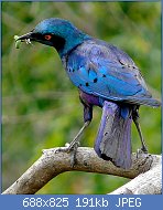 Cliquez sur l'image pour la voir en taille relle

Nom : Greater_Blue-eared_Starling_(Lamprotornis_chalybaeus)_(8387233712).jpg
Affichages : 383
Taille : 191,0 Ko
ID : 122998