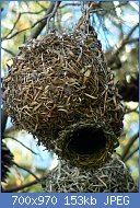 Cliquez sur l'image pour la voir en taille relle

Nom : Cape_weaver_(Ploceus_capensis)_nest_2.jpg
Affichages : 375
Taille : 153,1 Ko
ID : 123064