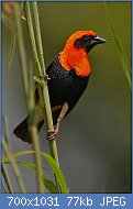 Cliquez sur l'image pour la voir en taille relle

Nom : Flickr_-_Rainbirder_-_Black-winged_Red_Bishop_(Euplectes_hordeaceus).jpg
Affichages : 371
Taille : 77,4 Ko
ID : 123065