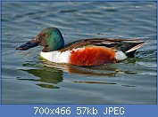 Cliquez sur l'image pour la voir en taille relle

Nom : 1280px-Northern_Shoveler_Anas_clypeata.jpg
Affichages : 394
Taille : 56,7 Ko
ID : 123384