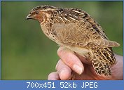 Cliquez sur l'image pour la voir en taille relle

Nom : Coturnix_coturnix_(Phasianidae)_(Common_Quail)_-_(second_calendar_year),_Meijendel,_the_Netherla.jpg
Affichages : 372
Taille : 51,8 Ko
ID : 123422