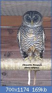 Cliquez sur l'image pour la voir en taille relle

Nom : 800px-Rufous-legged_owl.jpg
Affichages : 402
Taille : 169,1 Ko
ID : 123536