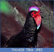 Cliquez sur l'image pour la voir en taille relle

Nom : Green_Junglefowl_(Gallus_varius)_(7936878570).jpg
Affichages : 421
Taille : 78,4 Ko
ID : 123633