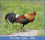 Cliquez sur l'image pour la voir en taille relle

Nom : Gallus_gallus_male_Kaziranga_0.jpg
Affichages : 390
Taille : 69,4 Ko
ID : 123642