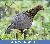 Cliquez sur l'image pour la voir en taille relle

Nom : Gallus_gallus_female_Kaziranga_2.jpg
Affichages : 397
Taille : 69,2 Ko
ID : 123643