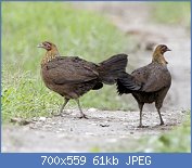 Cliquez sur l'image pour la voir en taille relle

Nom : Gallus_gallus_female_Kaziranga_0.jpg
Affichages : 395
Taille : 60,8 Ko
ID : 123644