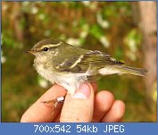 Cliquez sur l'image pour la voir en taille relle

Nom : Phylloscopus inornatus‎.jpg
Affichages : 85
Taille : 54,0 Ko
ID : 97227