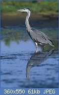 Cliquez sur l'image pour la voir en taille relle

Nom : Ardea_cinerea_2_(Marek_Szczepanek).jpg
Affichages : 84
Taille : 61,1 Ko
ID : 97283