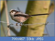 Cliquez sur l'image pour la voir en taille relle

Nom : Long-tailed_Tit_Aegithalos_caudatus.jpg
Affichages : 109
Taille : 32,9 Ko
ID : 97423