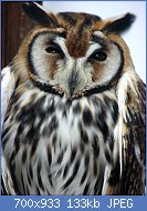 Cliquez sur l'image pour la voir en taille relle

Nom : hibou ray.jpg
Affichages : 118
Taille : 132,7 Ko
ID : 97587