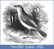 Cliquez sur l'image pour la voir en taille relle

Nom : Natural_History,_Birds_-_Nightingale.jpg
Affichages : 50
Taille : 116,5 Ko
ID : 97598