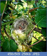 Cliquez sur l'image pour la voir en taille relle

Nom : oisillons de quelques jours (Fringilla coelebs).jpg
Affichages : 579
Taille : 257,6 Ko
ID : 65609